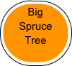 Big
Spruce
Tree





