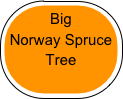 Big
Norway Spruce
Tree





