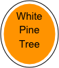 White Pine
Tree

